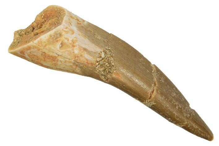 Fossil Plesiosaur (Zarafasaura) Tooth - Morocco #297981